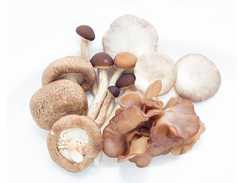 MASMixed Mushroom-Fd
