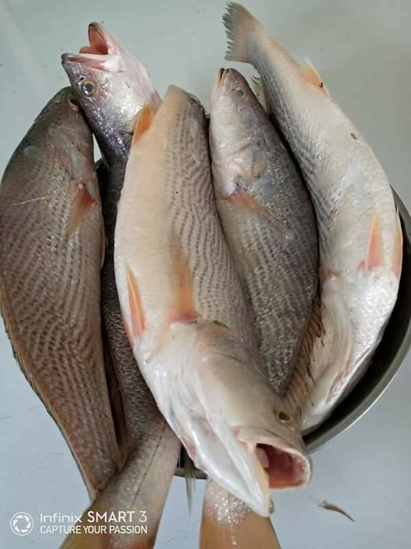 MASCassava Fish 1kg-Mas