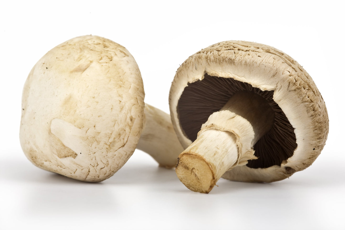 MASOpen Cup Mushrooms-Fd