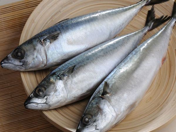 SKHorse Mackerel Kpala 20kg