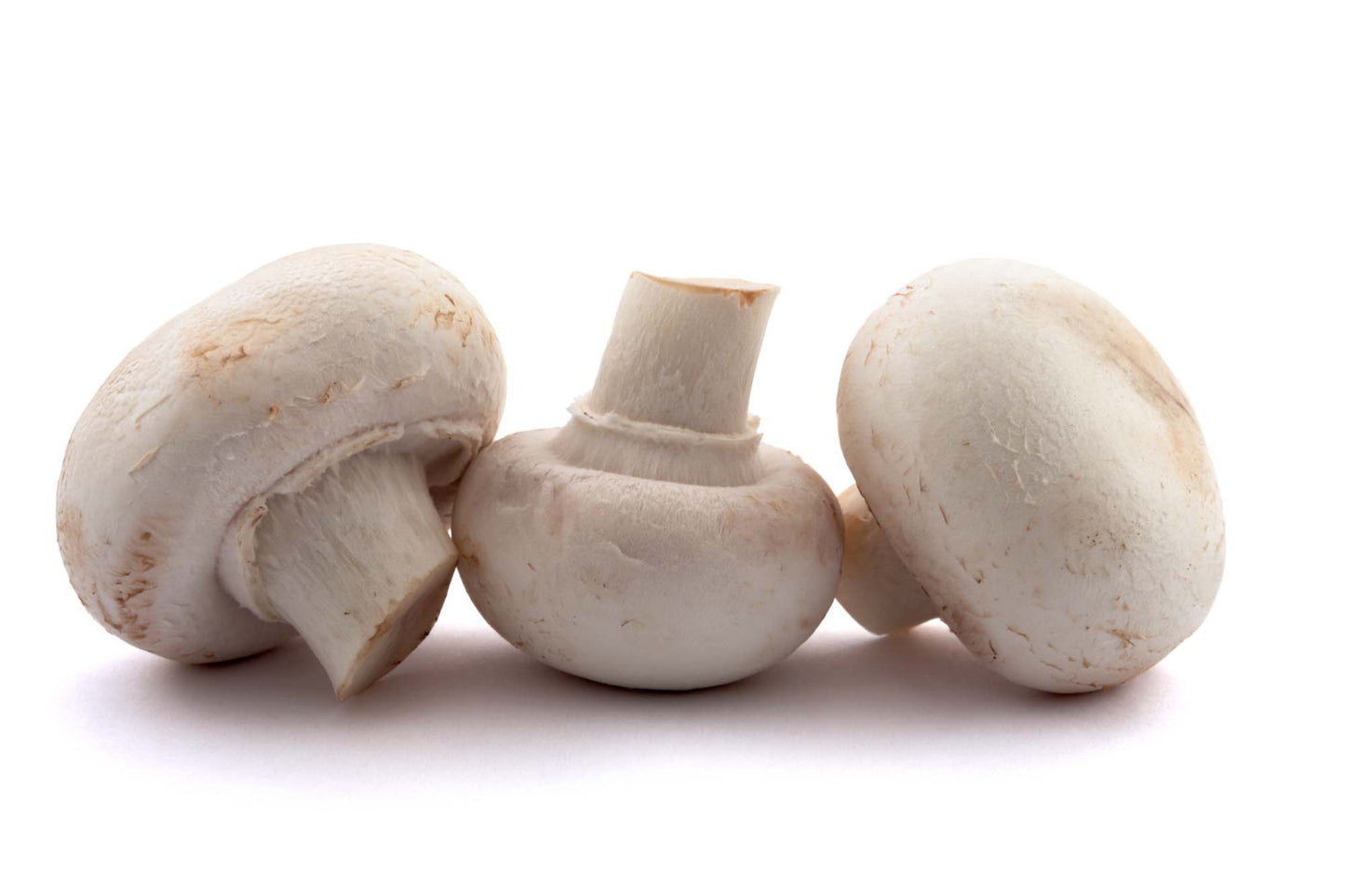 MASCup Mushrooms-Fd