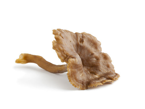 MASChanterelle Gris / jaunes Mushrooms-Fd