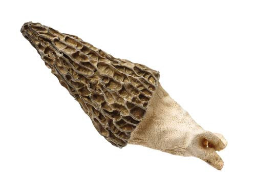 Fresh Morel Mushrooms