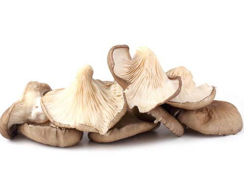 Grey Oyster Mushrooms