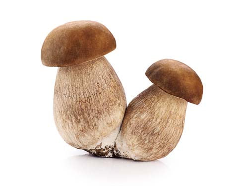 Porcini Mushrooms