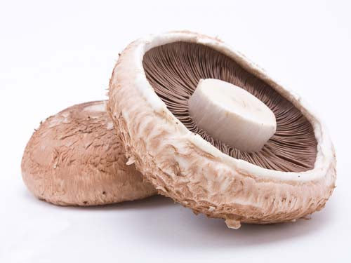 Portobello Mushroom