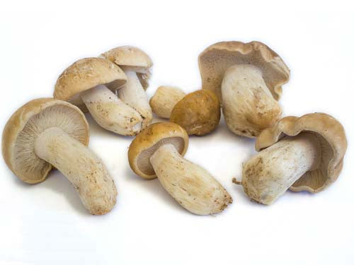 Saint George Mushrooms