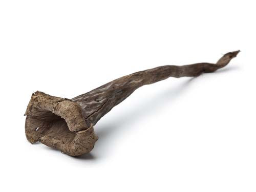 Trompette De La Mort Mushrooms