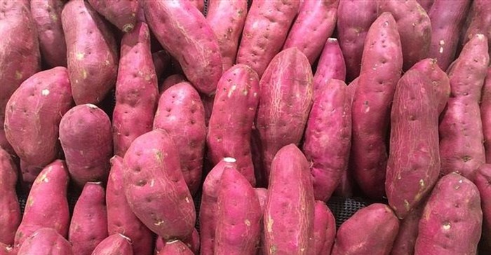 African Sweet Potato 18-20kg Box-Food