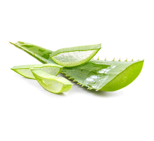 Aloe Vera Leaf