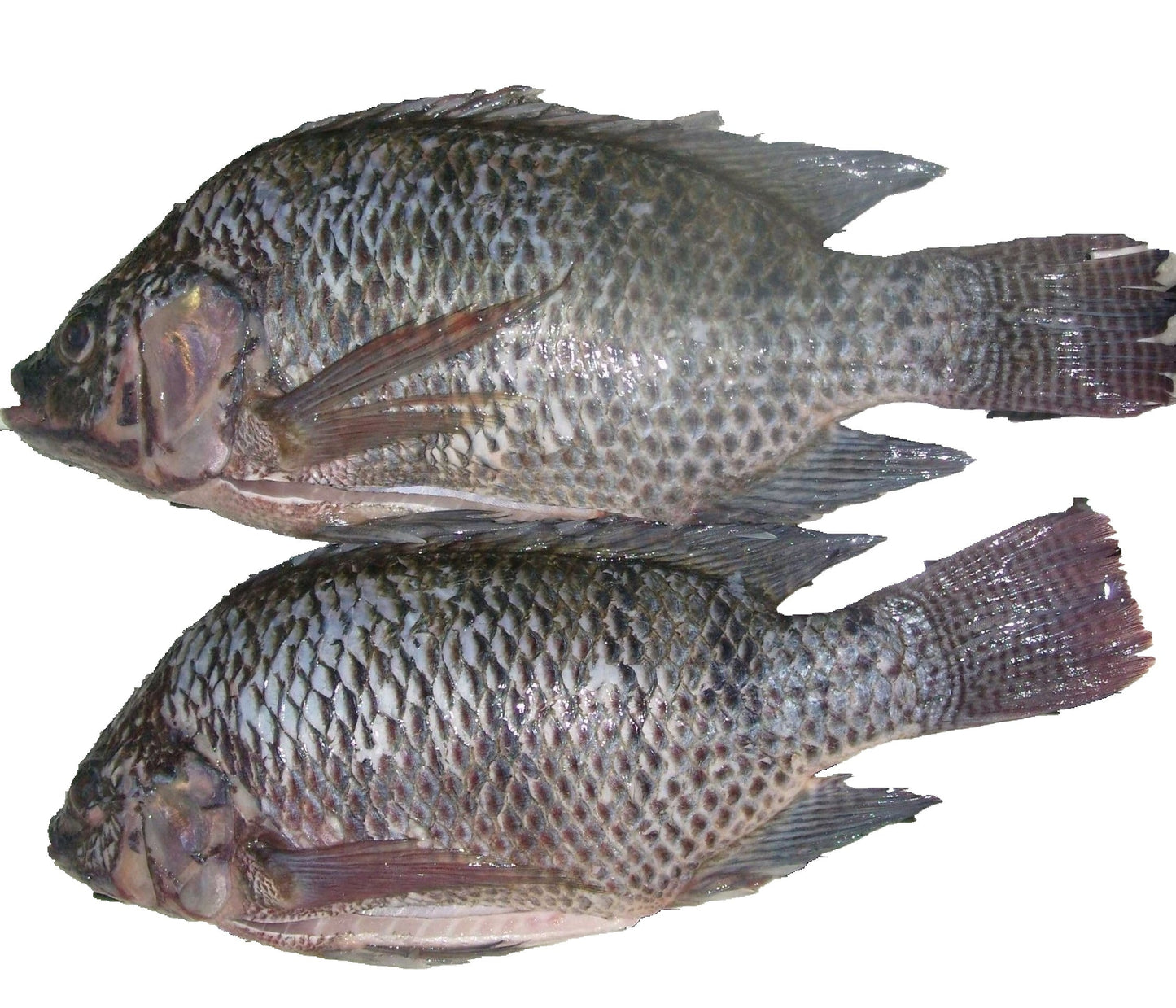 MASBlack Tilapia 4kg-Mas