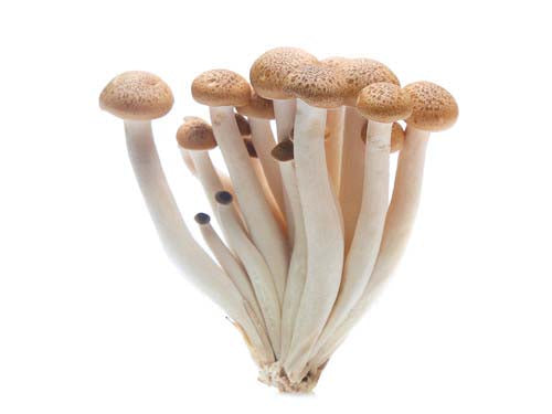 MASHon Shimeji Mushrooms-Fd