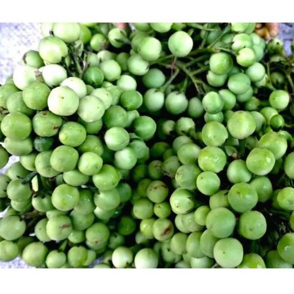 Turkey Berry / Kwahu Nsusaa 10KG