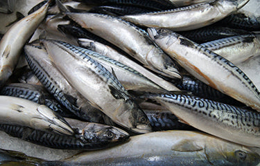 Mackerel King Salmon 20kg