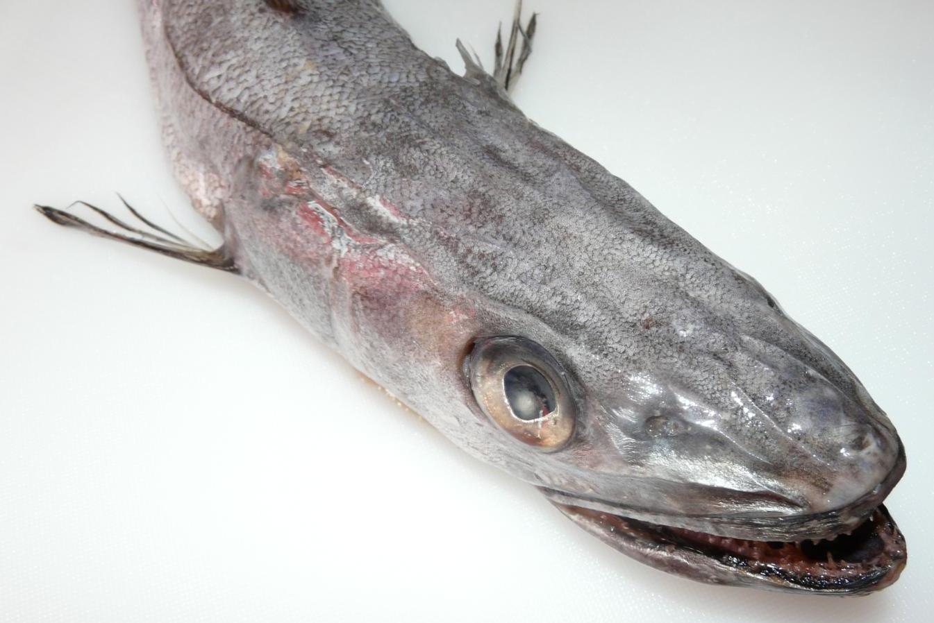 Merlluza 1kg – Asetena Pa