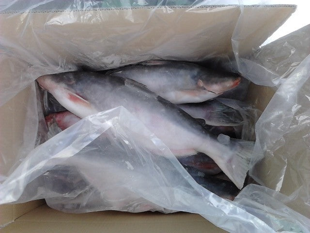MASFrozen Pangasius White Catfish Whole 2.5kg-Fd
