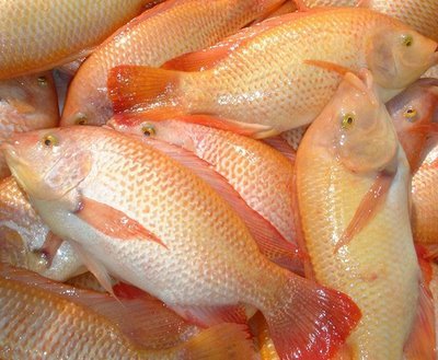 Red Fish 10kg