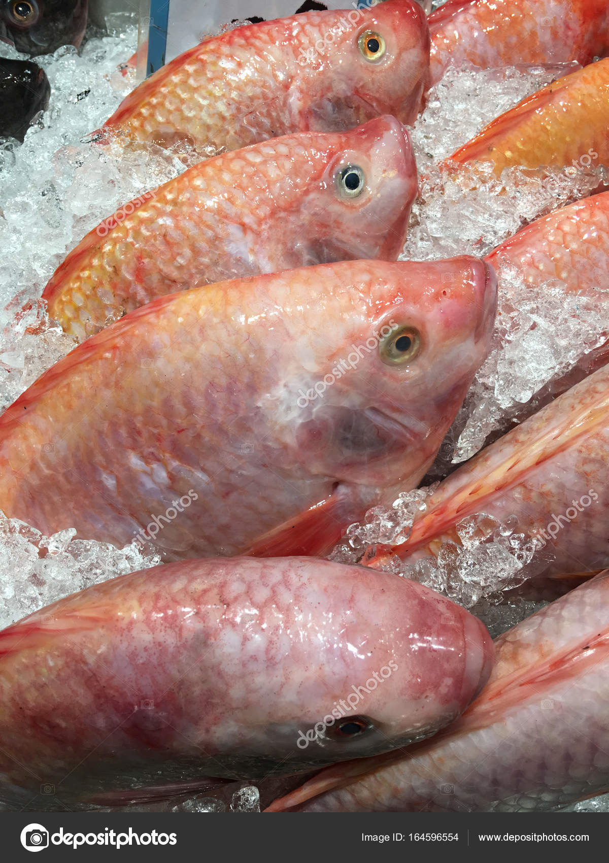 MASRed Tilapia 4kg-Mas