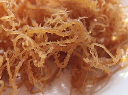 Sea Moss Irish Moss Gold 100% Authentic 25kg