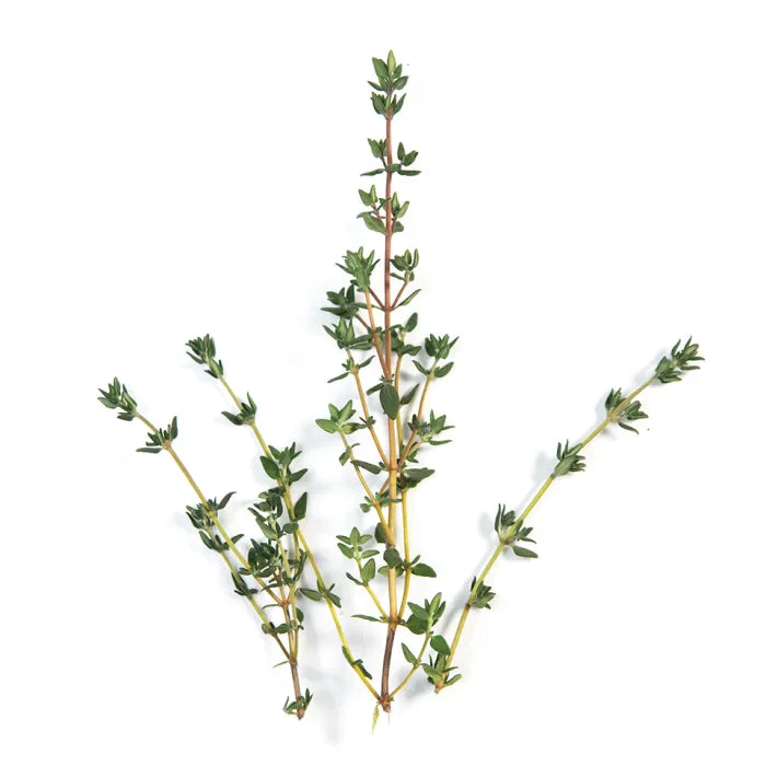 MASFresh Thyme-1x100g-Food