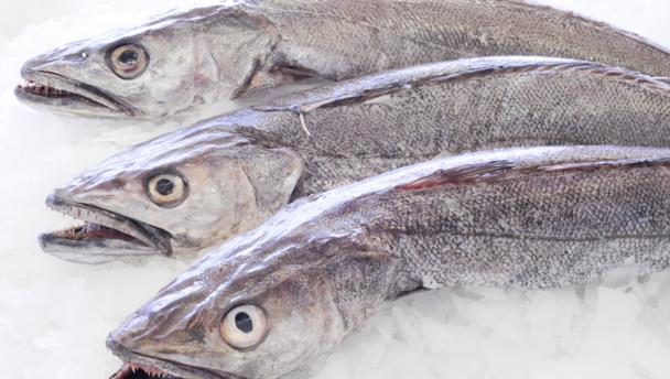 Frozen Hake Fish 800 - 1200 10kg
