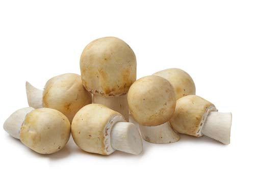 MASHorse Mushrooms-Fd