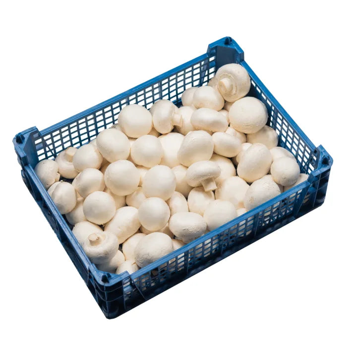 MASCup Mushrooms-1x2.5kg-Food