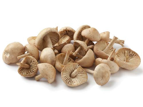 Mousseron Mushrooms