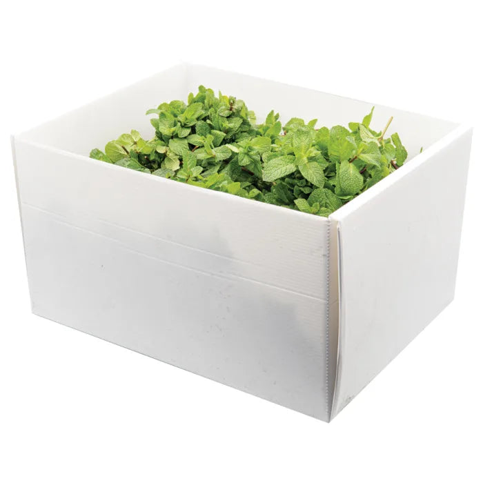 MASFresh Mint-1x20 Bunches-Food