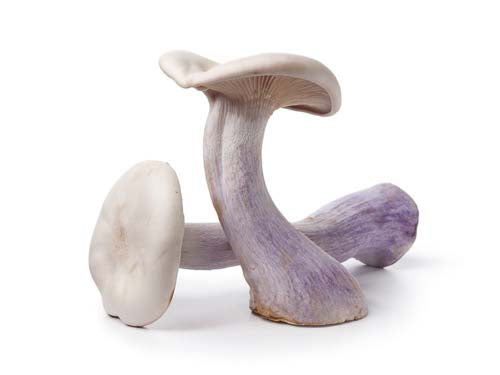 MASPied Bleu Mushrooms-Fd