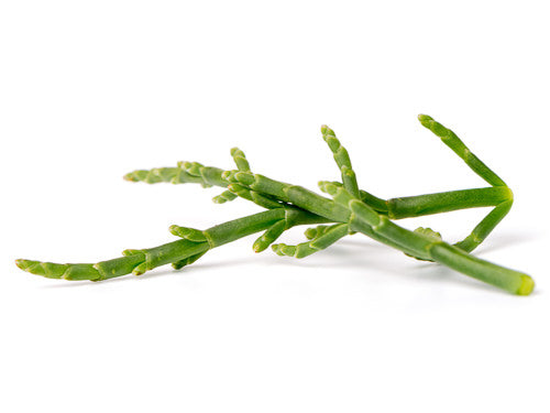 Samphire