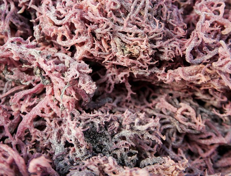 Purple Sea Moss Irish Moss 100% Authentic 100g