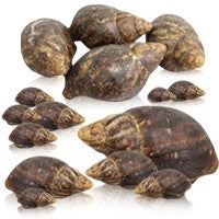 Snails