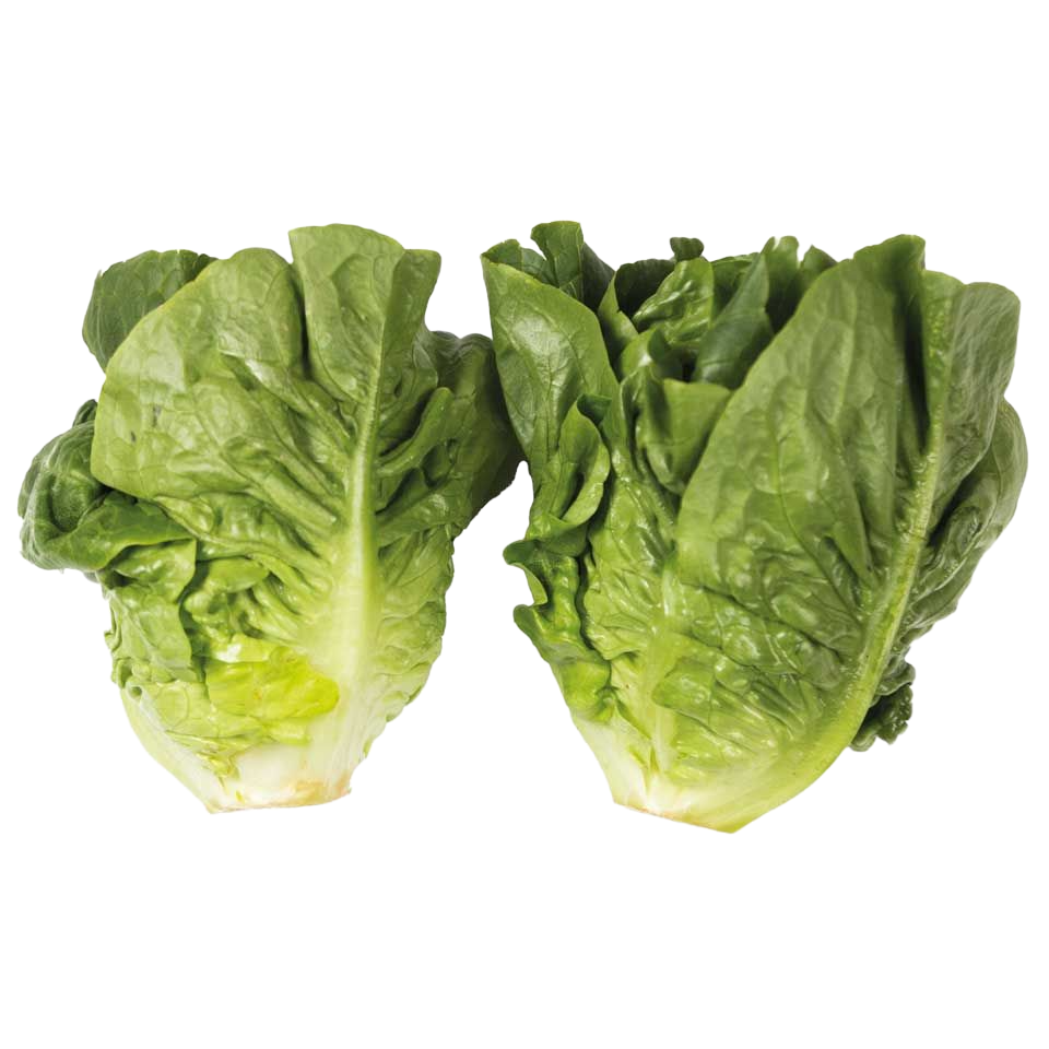 MASLittle Gem Lettuce (Twin Pack) 1x5-Food