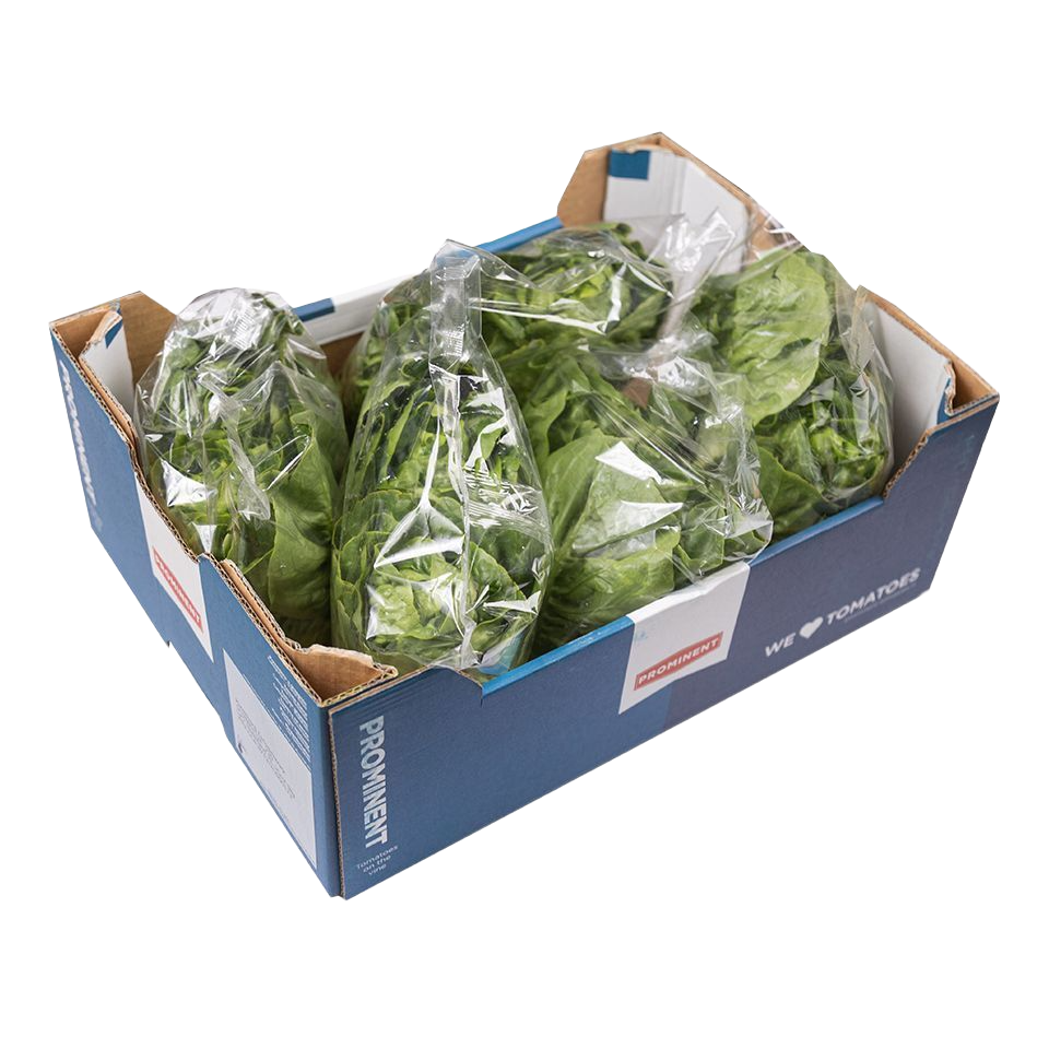 MASLittle Gem Lettuce (Twin Pack) 1x5-Food