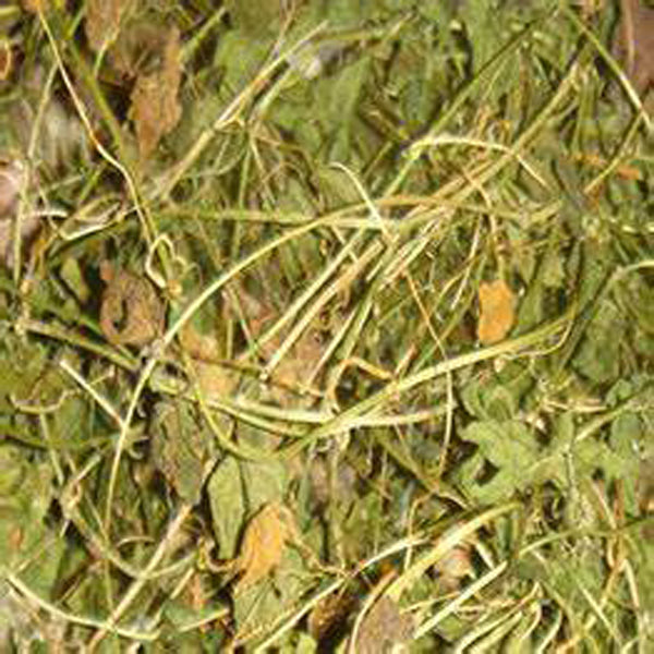 SKOrganic Jamaican Cerasee bush 50g Bitter Melon