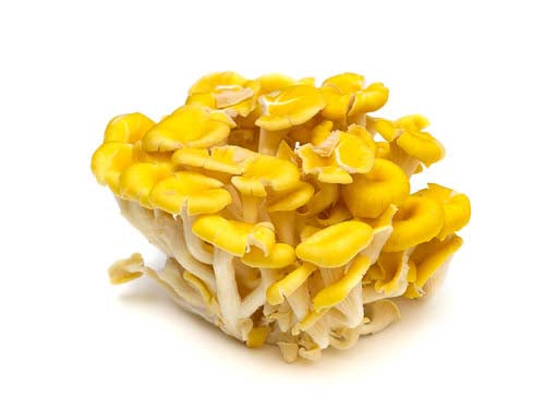 Yellow Oyster Mushrooms